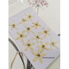 藍星花-白色-押花花材