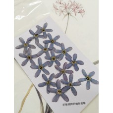 藍星花-藍色-押花花材