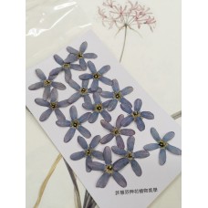 藍星花-藍色-押花花材