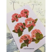 小手球串-粉紅色-押花花材