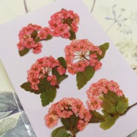 小手球串-粉紅色-押花花材