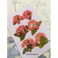 小手球串-粉紅色-押花花材