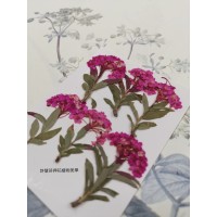 小手球串-桃紅色-押花花材