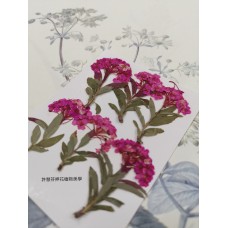 小手球串-桃紅色-押花花材