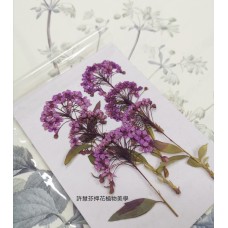 小手球串-紫色-押花花材