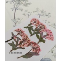 小手球串-淡粉紅色-押花花材