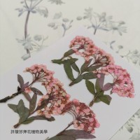 小手球串-淡粉紅色-押花花材