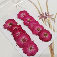 玫瑰花-原色紅-押花花材