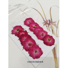 玫瑰花-原色紅-押花花材