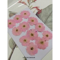 玫瑰花-淡粉紅-押花花材