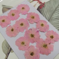 玫瑰花-淡粉紅-押花花材