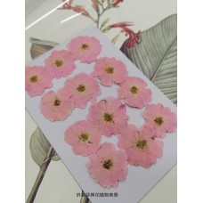 玫瑰花-淡粉紅-押花花材