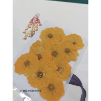 玫瑰花-黃色-押花花材