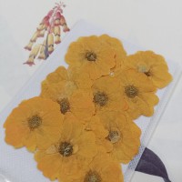 玫瑰花-黃色-押花花材