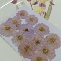 玫瑰花-紫色-押花花材