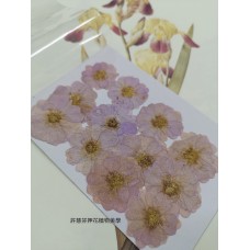 玫瑰花-紫色-押花花材