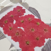 玫瑰花-紅-押花花材