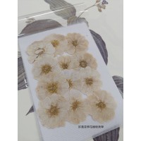 玫瑰花-白色-押花花材