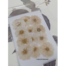 玫瑰花-白色-押花花材