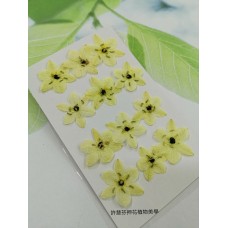 伯利恆之星-原色-押花花材