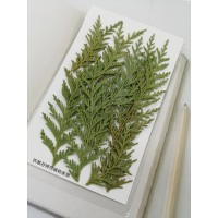 肖楠-綠色-押花花材