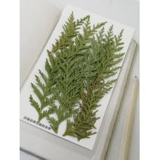 肖楠-綠色-押花花材