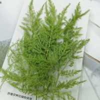 新娘草-綠色-押花花材