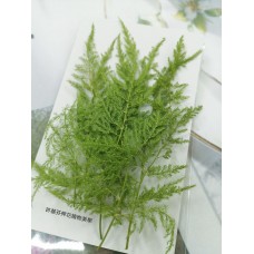 新娘草-綠色-押花花材