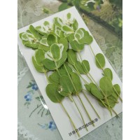 初雪草-綠白色-押花花材