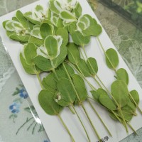 初雪草-綠白色-押花花材