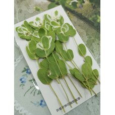 初雪草-綠白色-押花花材