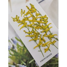 黃堇-黃色-押花花材