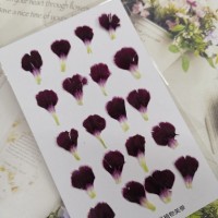 康乃馨花瓣-酒紅色-押花花材