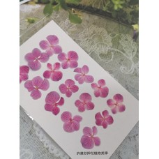 繡球花-粉紅色-押花花材