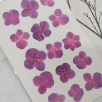 繡球花-粉紅紫色-押花花材