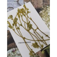 銀葛藤-原色-押花花材