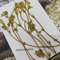 銀葛藤-原色-押花花材