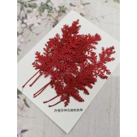 石捲柏-紅色-押花花材