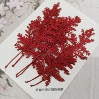 石捲柏-紅色-押花花材