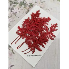 石捲柏-紅色-押花花材