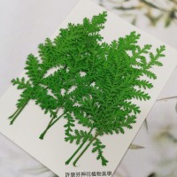 石捲柏-綠色-押花花材