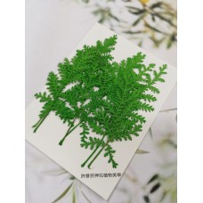 石捲柏-綠色-押花花材