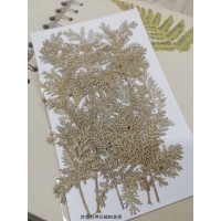 石捲柏-白色-押花花材