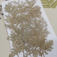 石捲柏-白色-押花花材