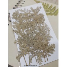 石捲柏-白色-押花花材