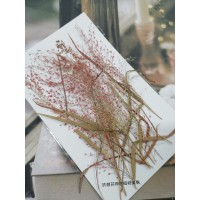 早熟禾-紅色-押花花材