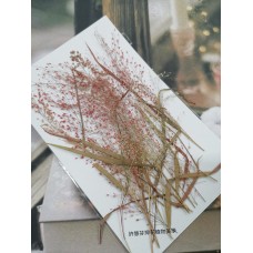 早熟禾-紅色-押花花材
