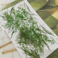 早熟禾-綠色-押花花材