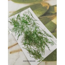 早熟禾-綠色-押花花材