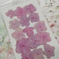 繡球花-押花花材-複瓣淺紫粉紅色